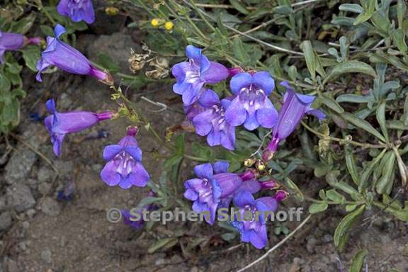 penstemon azureus var azureus 14 graphic